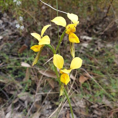 Diuris aurea, photographed by Shelomi Doyle