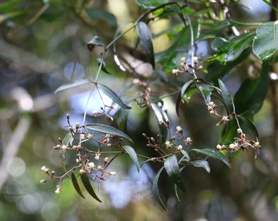 Parsonsia induplicata, photographed by Greg Tasney