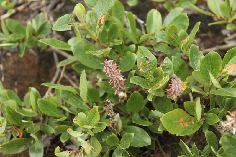 Salix saxatilis, photographed by nina_nesterova