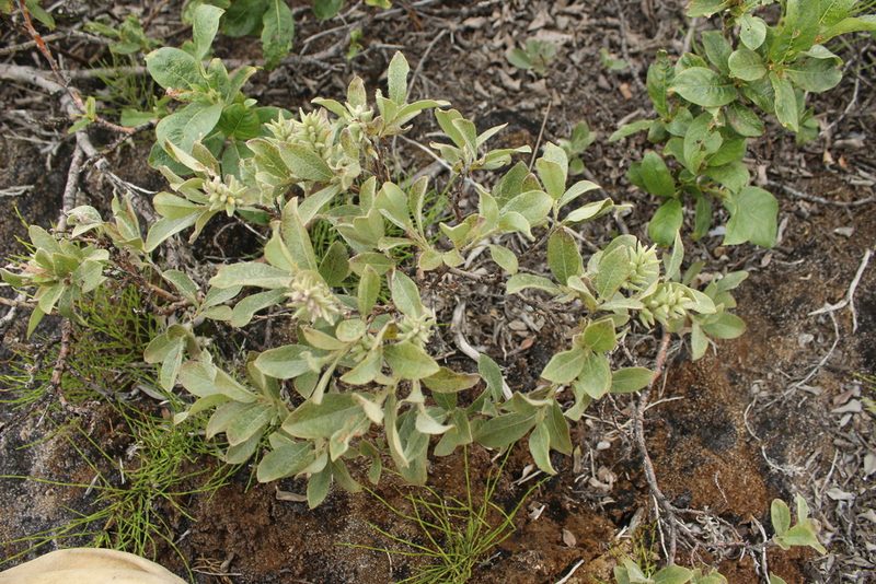 Salix glauca, photographed by nina_nesterova