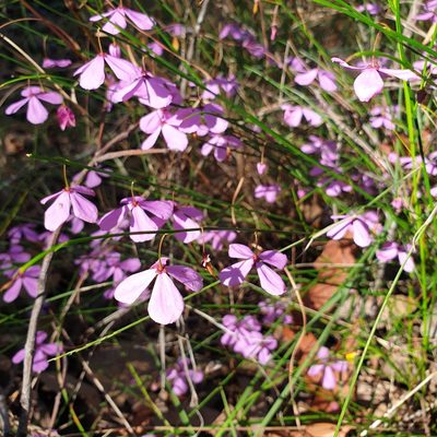 Tetratheca juncea, photographed by Shelomi Doyle