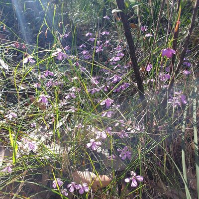 Tetratheca juncea, photographed by Shelomi Doyle
