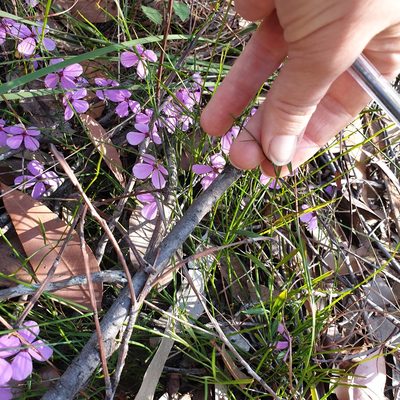 Tetratheca juncea, photographed by Shelomi Doyle