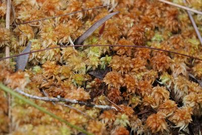 Sphagnum perichaetiale, photographed by Greg Tasney