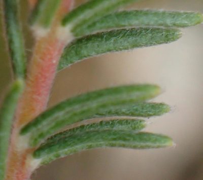 Phylica karroica, photographed by Nicola van Berkel