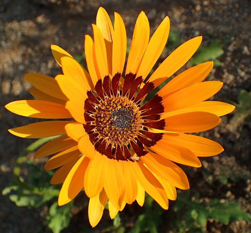 Arctotis fastuosa, photographed by Nicola van Berkel
