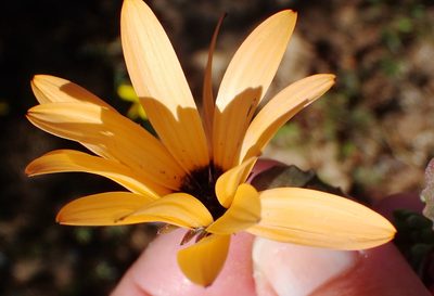 Dimorphotheca sinuata, photographed by Nicola van Berkel