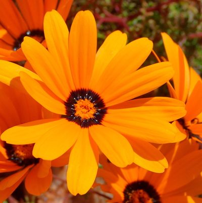 Ursinia calenduliflora, photographed by Nicola van Berkel