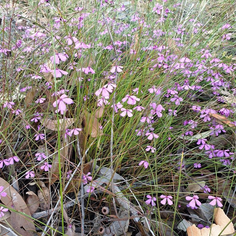 Tetratheca juncea, photographed by Shelomi Doyle