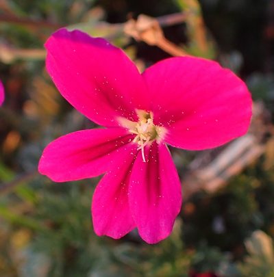 Pelargonium sericifolium, photographed by Nicola van Berkel