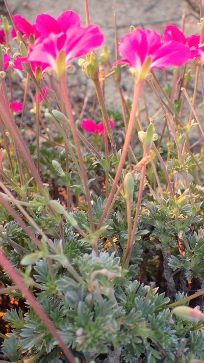 Pelargonium sericifolium, photographed by Nicola van Berkel