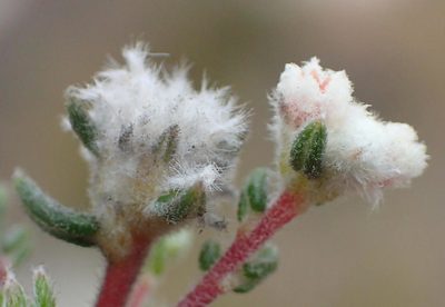Phylica karroica, photographed by Nicola van Berkel