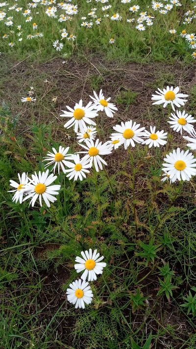 Tripleurospermum hookeri, photographed by nina_nesterova