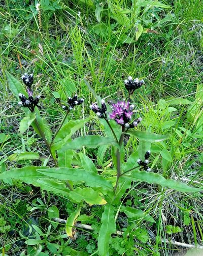 Saussurea parviflora, photographed by nina_nesterova