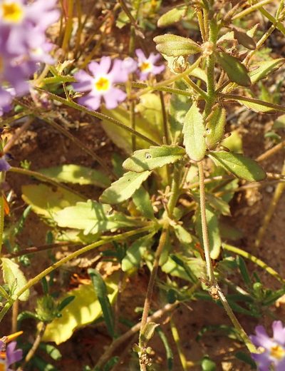 Manulea silenoides, photographed by Nicola van Berkel