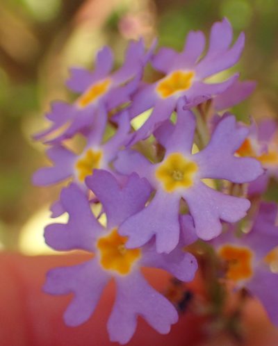 Manulea silenoides, photographed by Nicola van Berkel