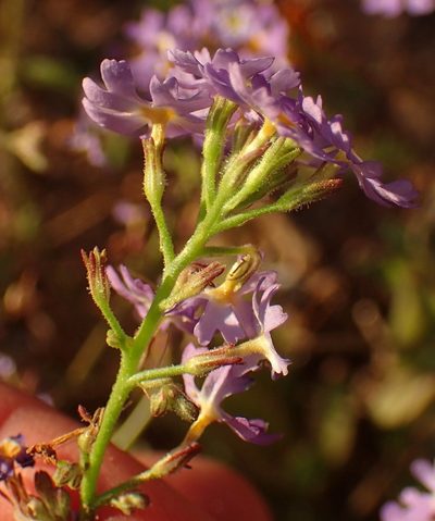 Manulea silenoides, photographed by Nicola van Berkel
