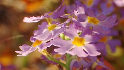 Manulea silenoides, photographed by Nicola van Berkel