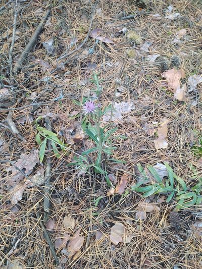 Jurinea cyanoides, photographed by sergleb
