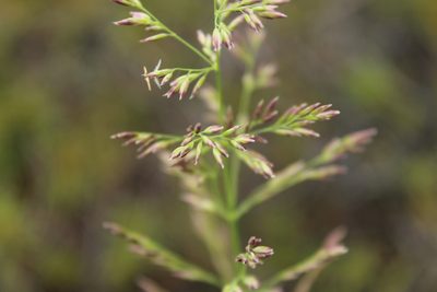 Arctagrostis latifolia, photographed by nina_nesterova