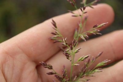 Arctagrostis latifolia, photographed by nina_nesterova