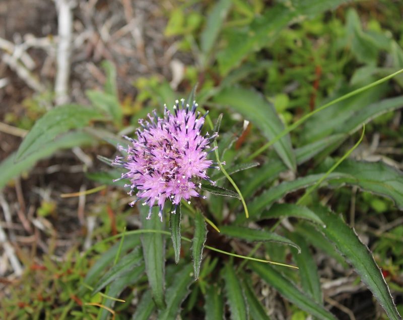Saussurea tilesii, photographed by nina_nesterova