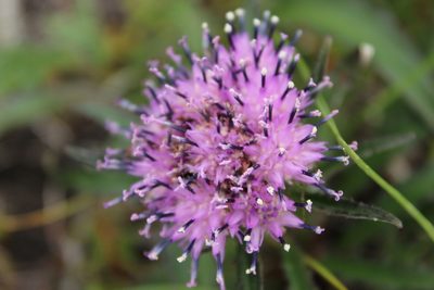 Saussurea tilesii, photographed by nina_nesterova