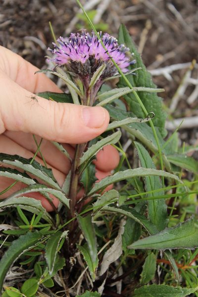 Saussurea tilesii, photographed by nina_nesterova