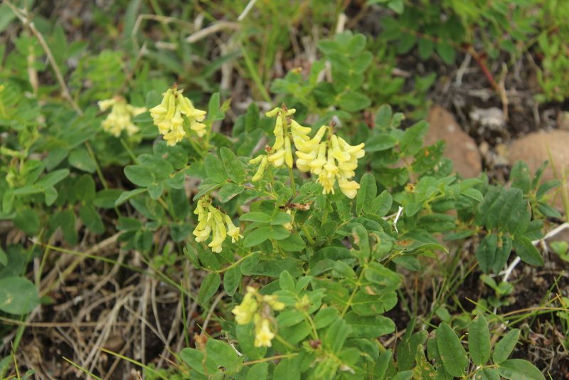 Astragalus umbellatus, photographed by nina_nesterova