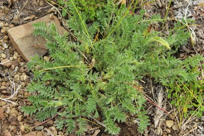 Oxytropis nigrescens, photographed by nina_nesterova