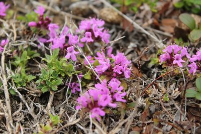 Thymus reverdattoanus, photographed by nina_nesterova