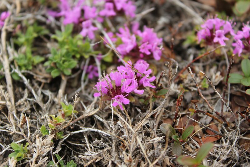 Thymus reverdattoanus, photographed by nina_nesterova