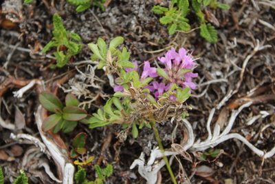 Thymus reverdattoanus, photographed by nina_nesterova