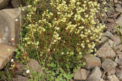 Saxifraga mucronulata, photographed by nina_nesterova
