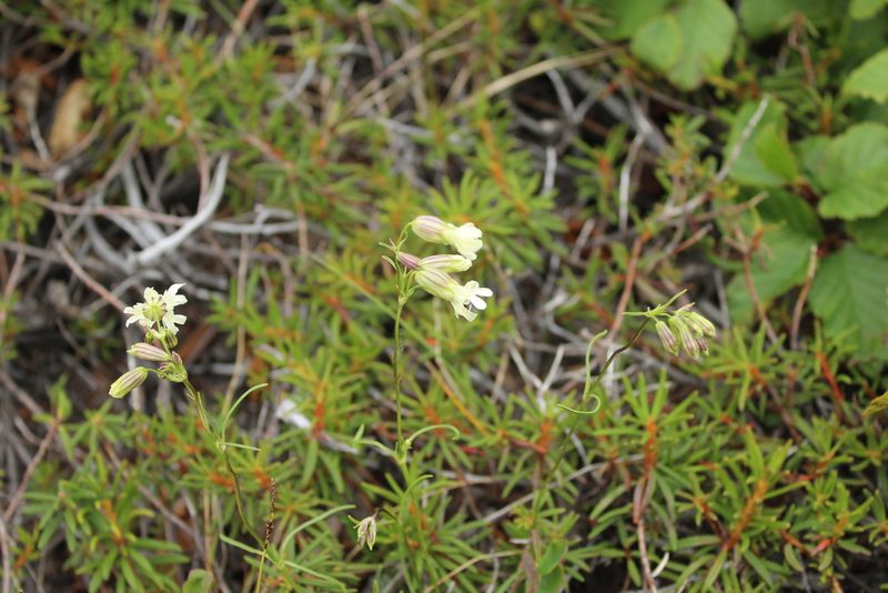 Silene chamarensis, photographed by nina_nesterova