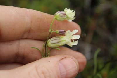 Silene chamarensis, photographed by nina_nesterova