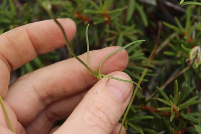 Silene chamarensis, photographed by nina_nesterova