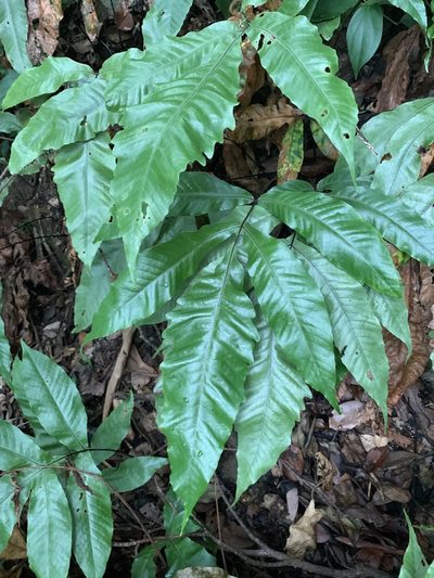 Tectaria harlandii, photographed by 呂一起(Lyu yi-chi)
