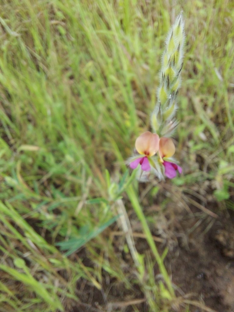 Alysicarpus pubescens, photographed by Ramesh Shenai Jr.