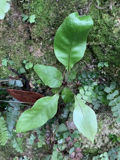 Tectaria harlandii, photographed by 呂一起(Lyu yi-chi)
