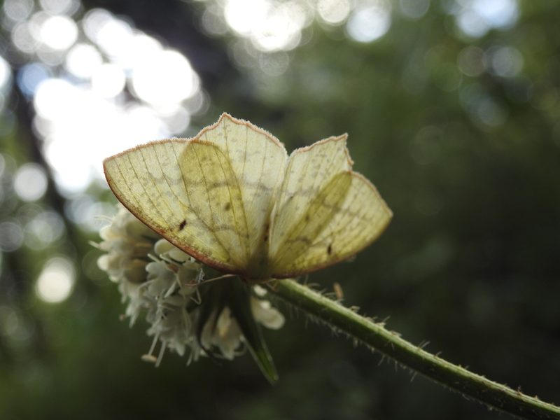 Dipsacus inermis, photographed by Hopeland