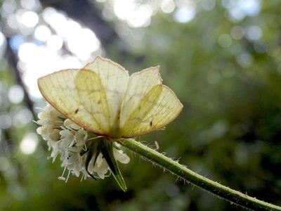Dipsacus inermis, photographed by Hopeland