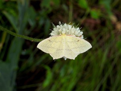 Dipsacus inermis, photographed by Hopeland