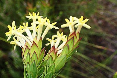 Gnidia oppositifolia, photographed by Di Turner