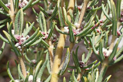 Grubbia rosmarinifolia, photographed by Di Turner