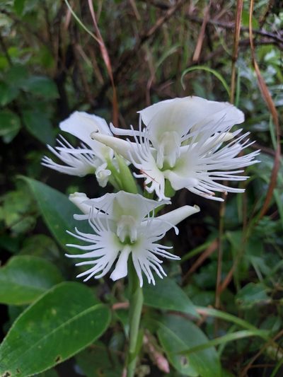 Pecteilis gigantea, photographed by Ramesh Shenai Jr.