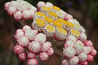 Helichrysum felinum, photographed by Di Turner