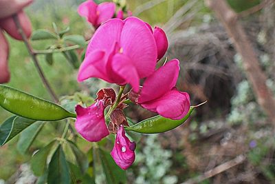 Hypocalyptus coluteoides, photographed by Di Turner