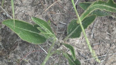 Cephalaria oblongifolia, photographed by Shaun Swanepoel