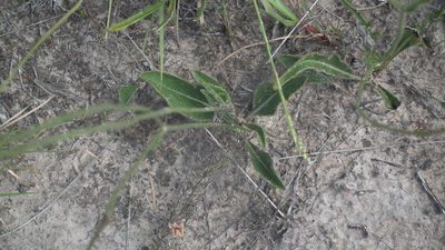 Cephalaria oblongifolia, photographed by Shaun Swanepoel